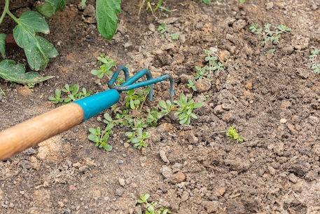 weeds and ground being cultivated with garden tool