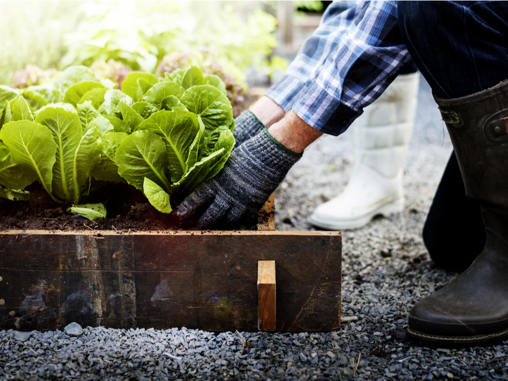 Embracing the Home Garden: Cultivating a Bounty of Benefits