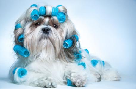 dog with hair in curlers, pet hair removal, vacuums