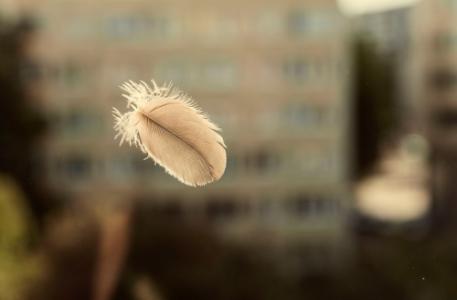 bird feather outside window, window collision, bird safety