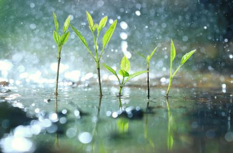 rainwater harvesting, watering plants, outdoor garden,