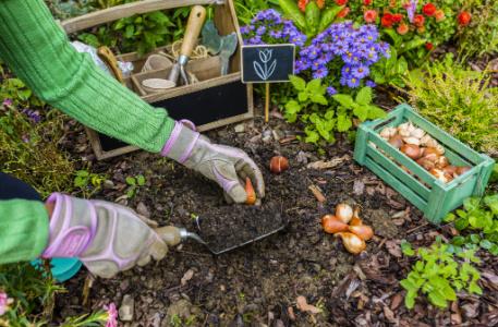bulb planting, gardening, gloves, small shovel, plant