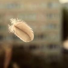 bird feather outside window, window collision, bird safety