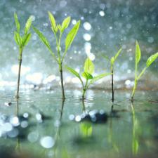 rainwater harvesting, watering plants, outdoor garden,