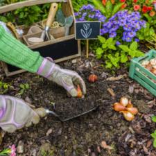 bulb planting, gardening, gloves, small shovel, plant