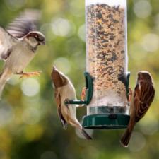 birds in bird feeder. spring, trees, bird feeders