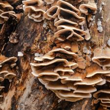 Fungus growths root sponge on a tree stump. 