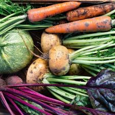 Closeup of freshly harvested vegetables (turnips, beetroots, carrots, round marrow), top view