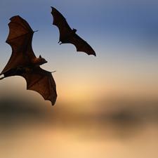 bats silhouetted across sky